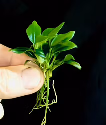 Anubias "Pangolino"