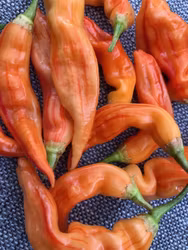 Sugar Rush Stripey (Capsicum baccatum)