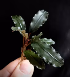 Bucephalandra Black Swan