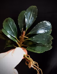 Bucephalandra Moonlight Blue