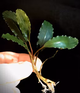Bucephalandra godzilla
