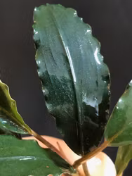 Bucephalandra godzilla