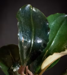 Bucephalandra Black Pink