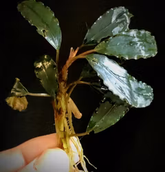 Bucephalandra Dark Titan