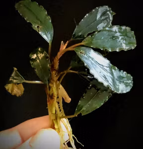 Bucephalandra Dark Titan