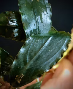 Bucephalandra Dark Titan