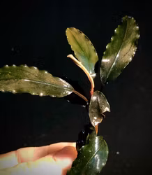 Bucephalandra Purple Diamond