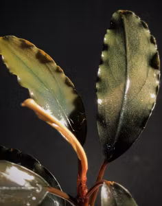 Bucephalandra Purple Diamond