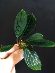 Bucephalandra Green Skeleton King