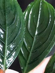 Bucephalandra Green Skeleton King