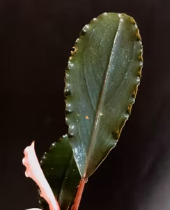 Bucephalandra Red Serenade