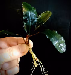 Bucephalandra Blue Diamond