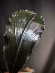 Bucephalandra Blue Diamond