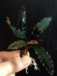Bucephalandra Narcius Blue