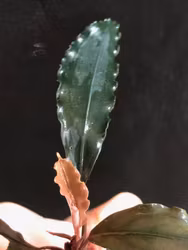 Bucephalandra Narcius Blue