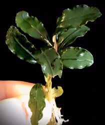 Bucephalandra Sillat