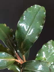 Bucephalandra Sillat