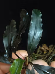 Bucephalandra Red Purple