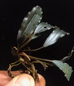 Bucephalandra Red Purple