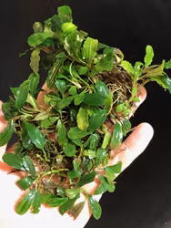 Bucephalandra Titan Green