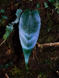 Diplazium cordifolium