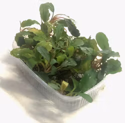 Bucephalandra Titan Green