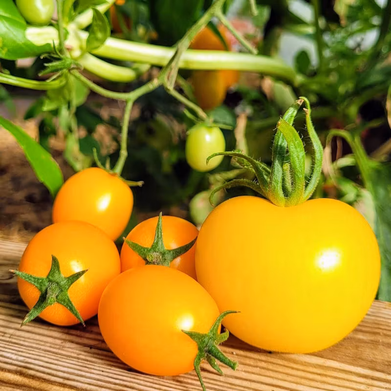 Tomatsås Gul