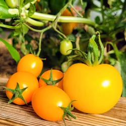 Tomatsås Gul