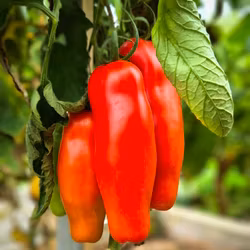 Tomatsås Röd