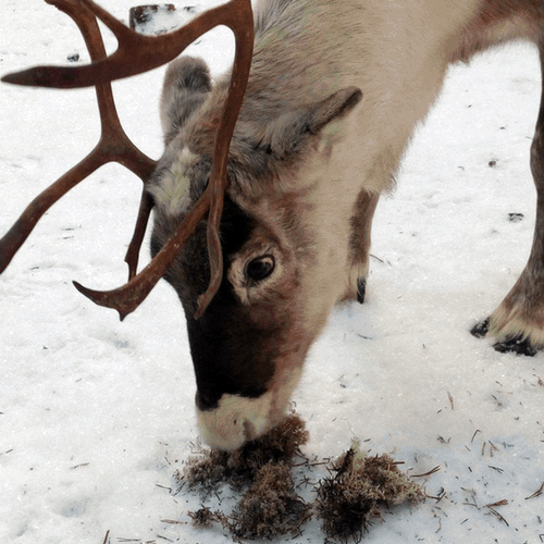 Sapmi Tugghorn Ren S