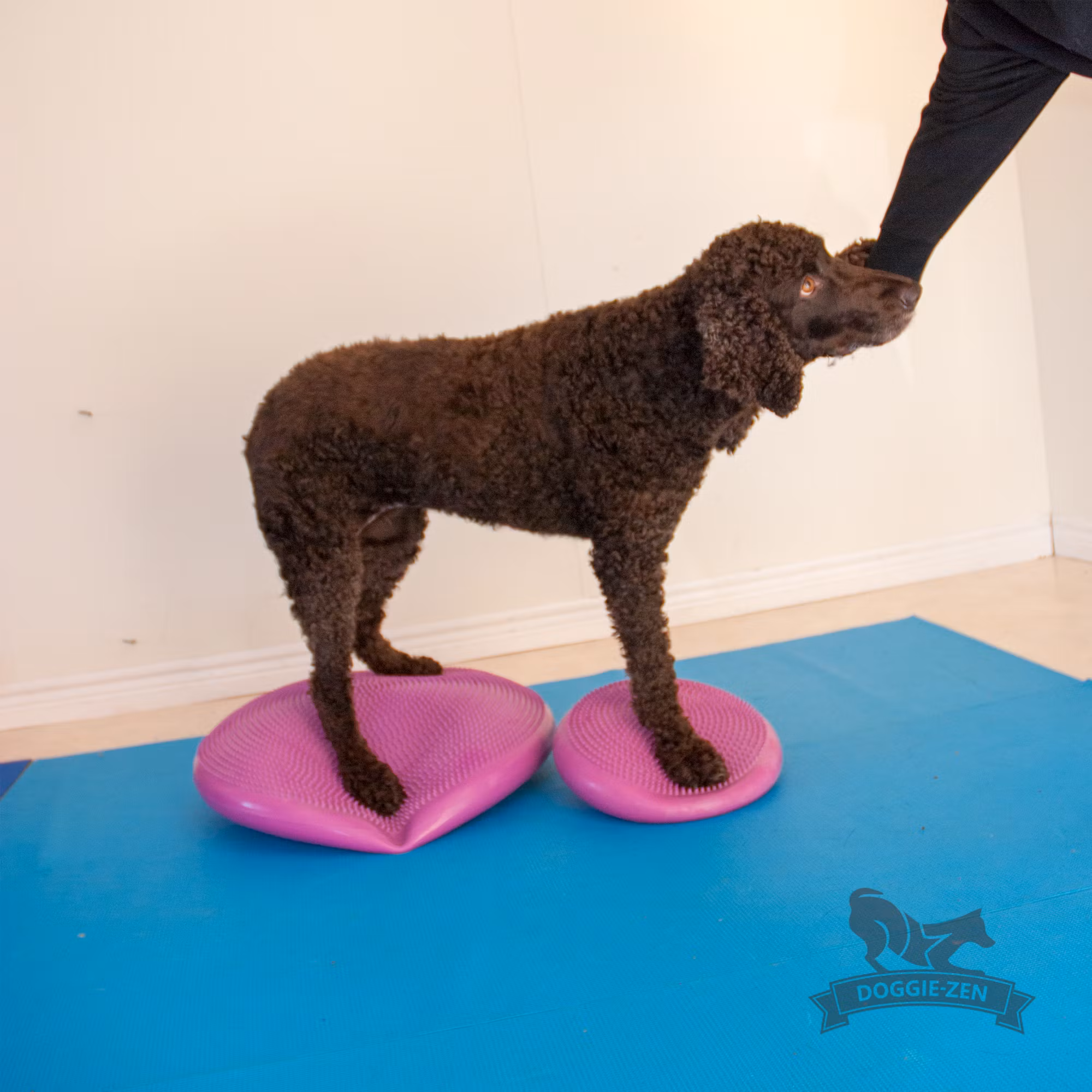FitPAWS Balance Disc, balansplatta 56 cm-hallon