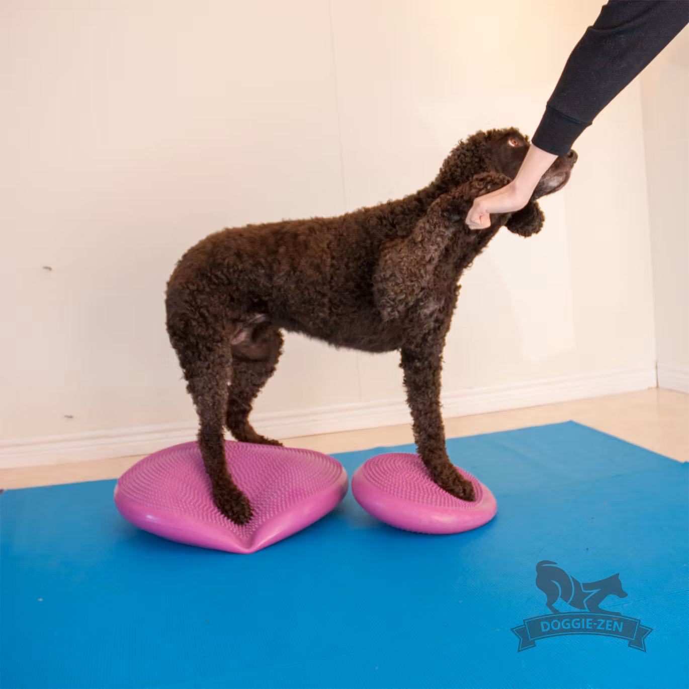 FitPAWS Balance Disc, balansplatta 56 cm-hallon