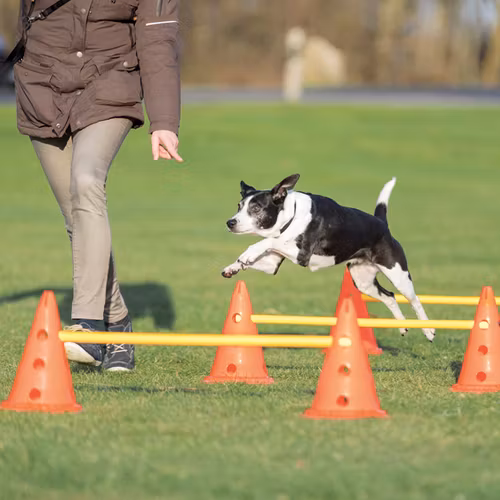 Dog Activity Hinderset, 4 koner och 2 pinnar