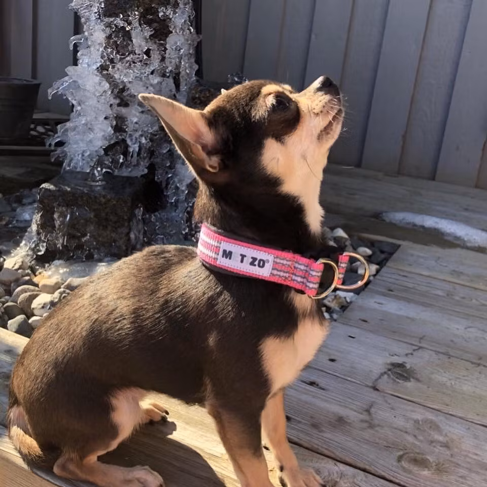 Metizo Halsband Fast, fodrat m reflex Gul stl 25 - 55 cm