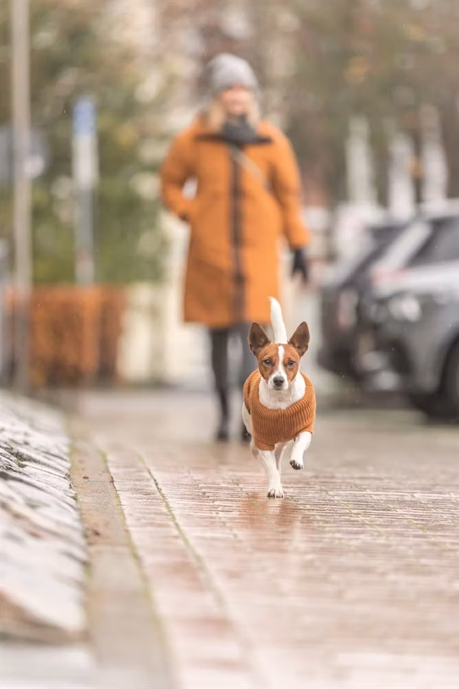 CityStyle Berlin pullover, sage