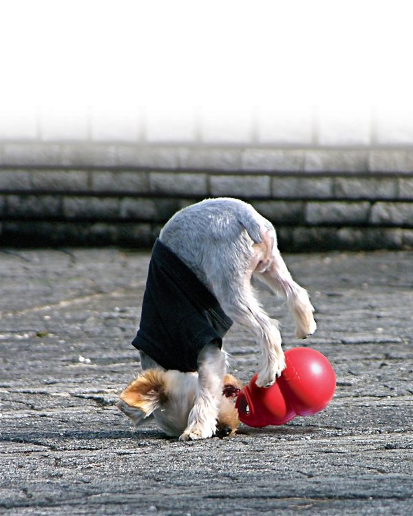 KONG Bounzer M Ø 10 x H 15 cm