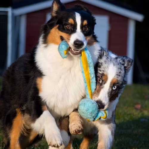 Stretchig, i plysch med boll M 35cm