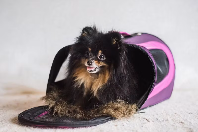 Bärväska/ Transportväska  Snobben för max 7 kg 46x26x27cm, rosa,grå el svart