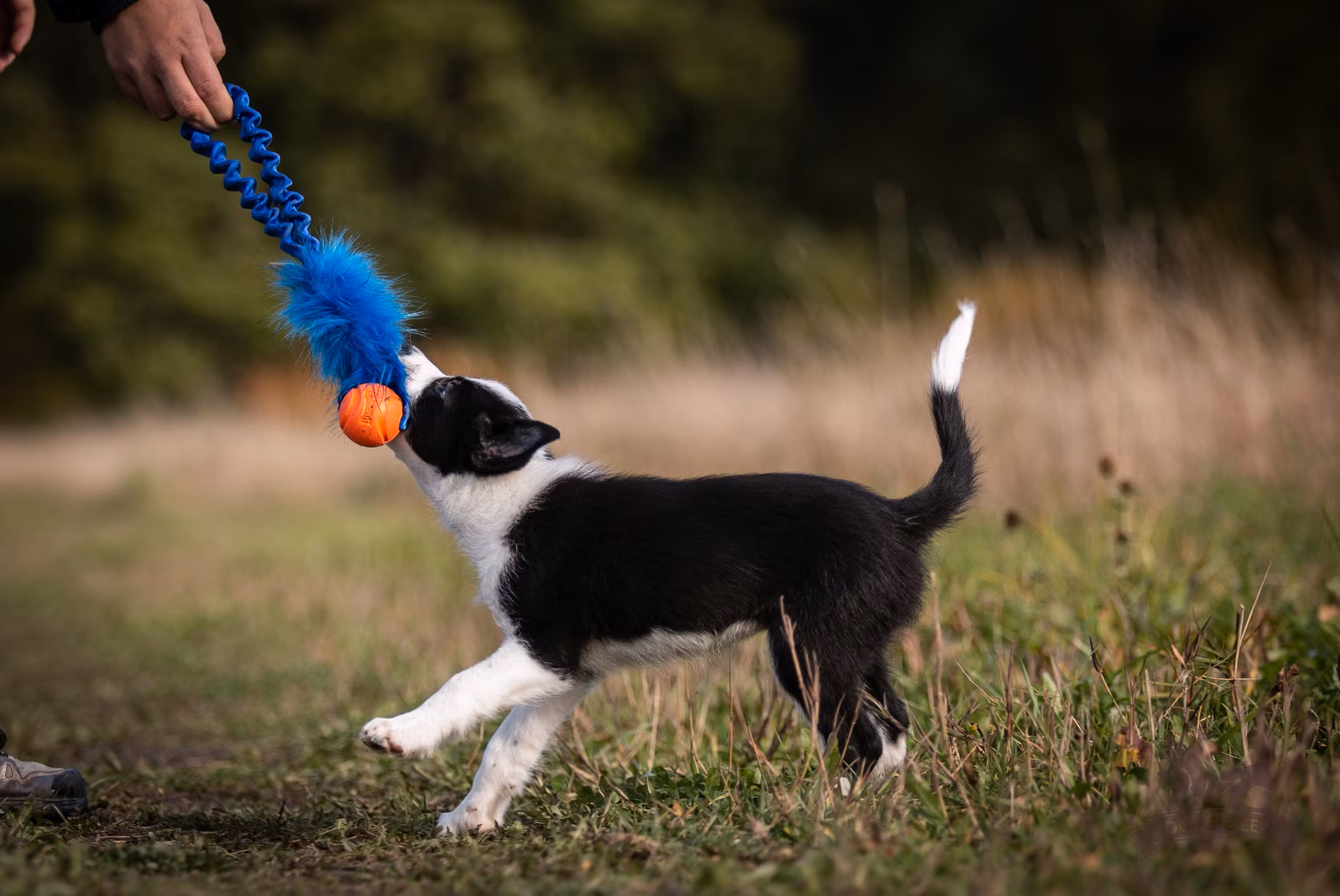 Elastisk fickkampis fuskpäls med Chuckit-boll ca 32 cm