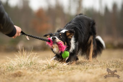 Elastisk fuskpälskampis L med Chuckit Erratic-boll ca 65 cm