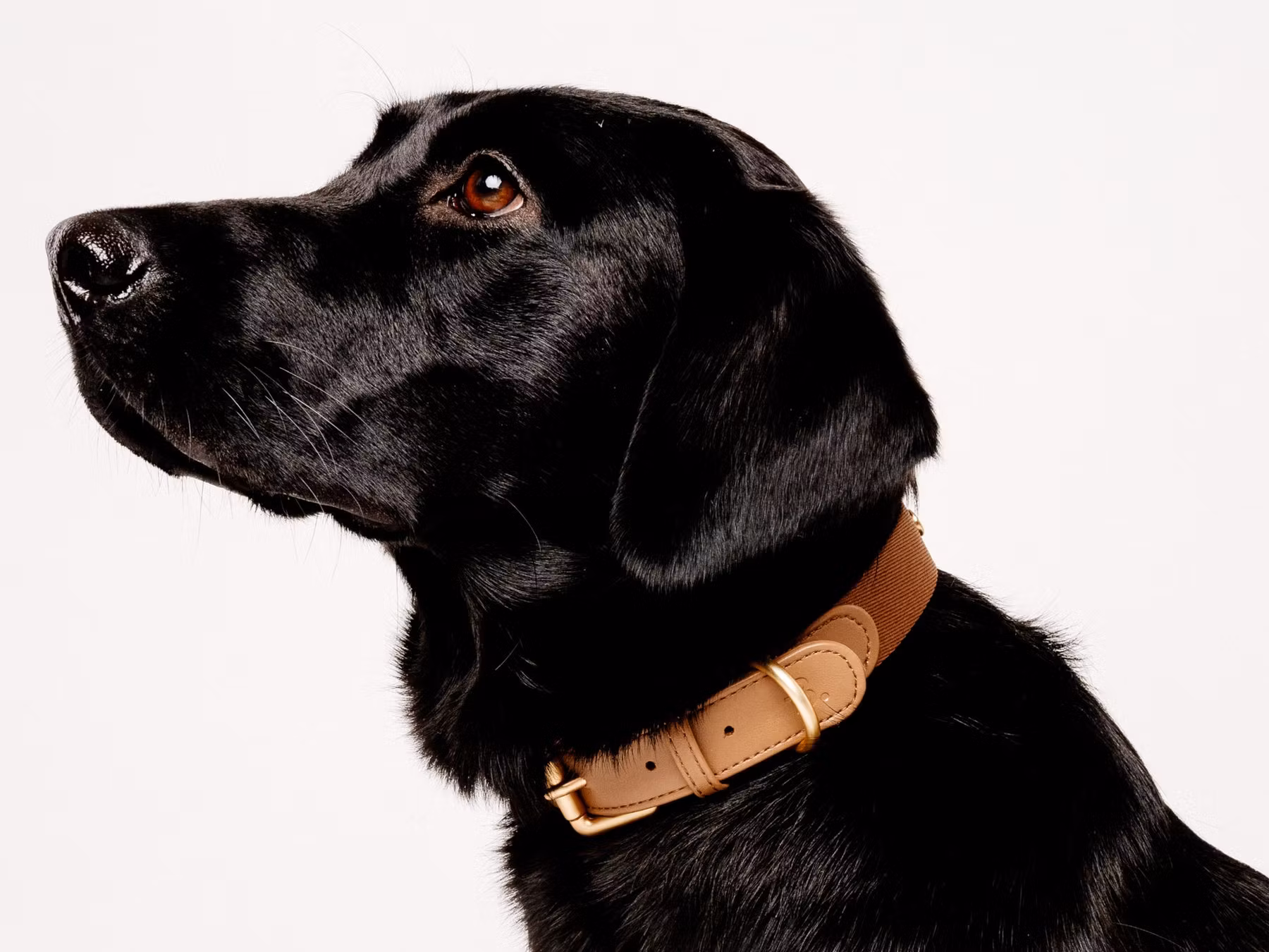 Barkalot Halsband, Återvunna plastflaskor Veganskt läder.Cinnamon Beige XS-XL