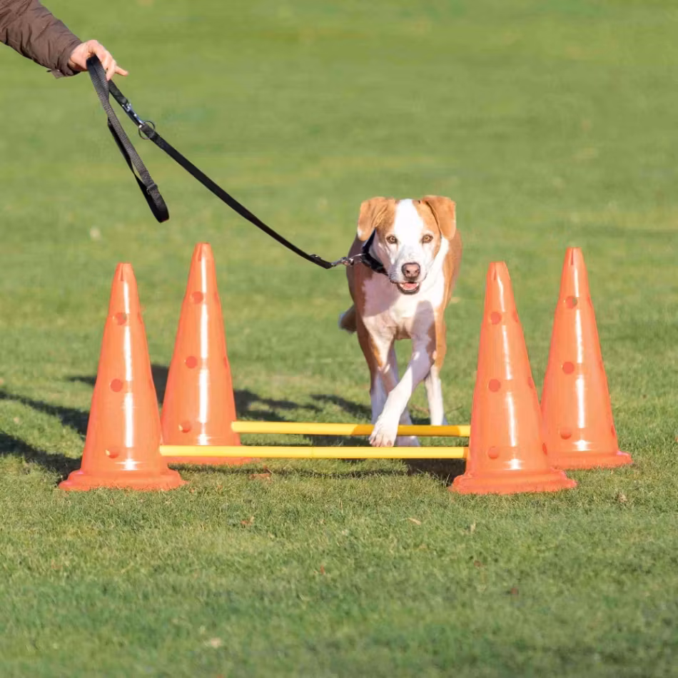 Dog Activity Hinderset, 6 koner och 3 hinder.