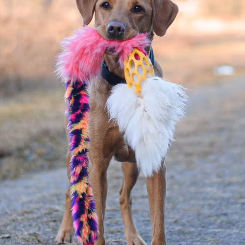 Elastisk Hol-ee kometjagarkampis L ca 120 cm