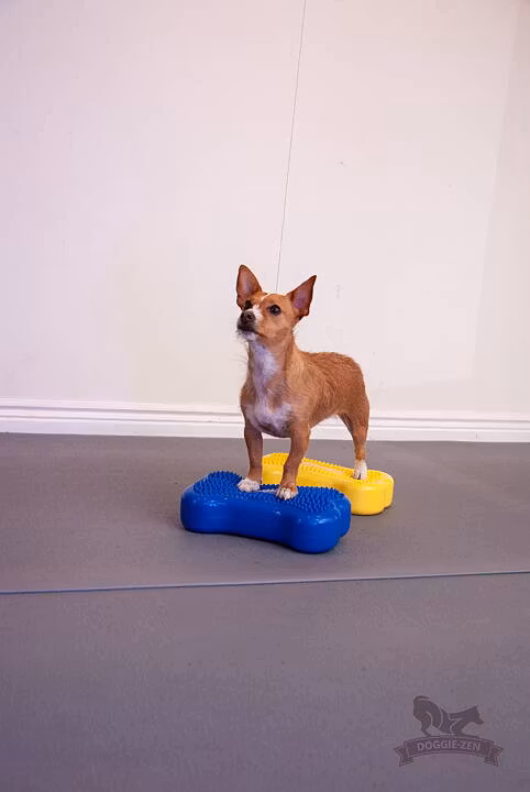 FitPaws K9Fitbone MINI Balance Disc, balansplatta 30 cm, 2 pack