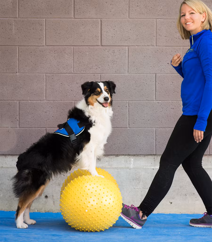 FitPAWS Peanut TRAX 40 el. 60 cm cm - jordnötsformad balansboll