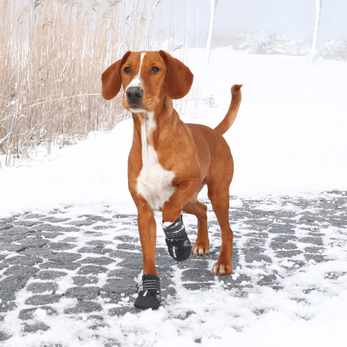 Hundskor/Skyddssko "Walker active" 2-pack- skydd i värme och kyla