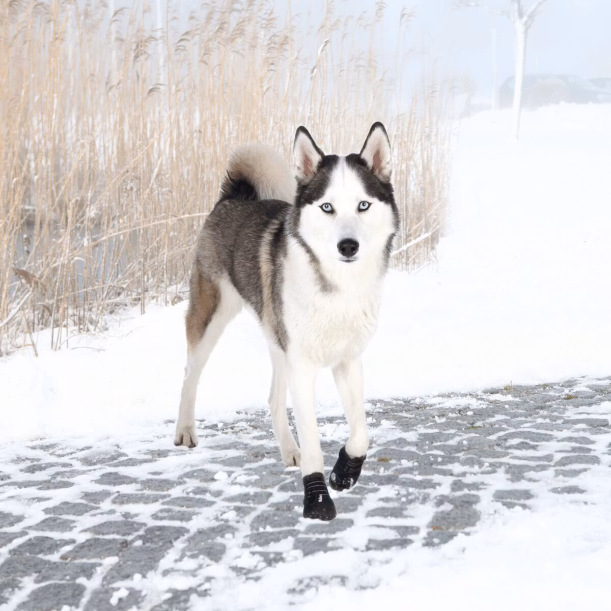 Hundskor/Skyddssko "Walker active" 2-pack- skydd i värme och kyla