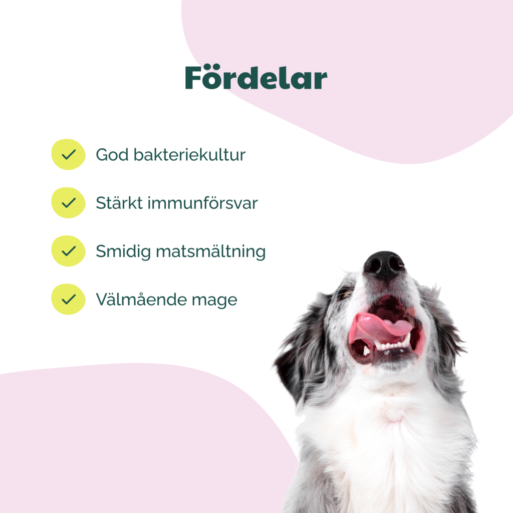 Buddycare Probiotic- matsmältning/immunförsvar - 72 tuggbitar