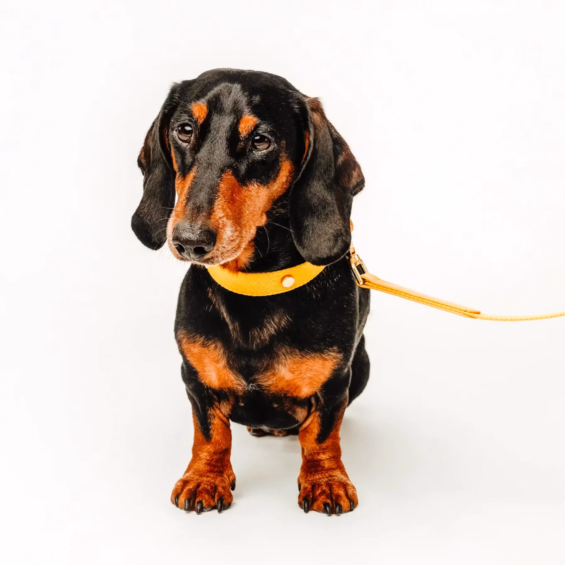 Barkalot Koppel, Återvunna plastflaskor Veganskt läder. Golden Yellow 150 cm
