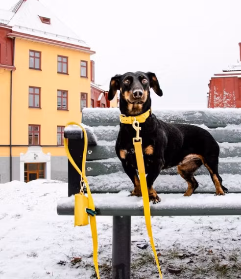 Barkalot Koppel, Återvunna plastflaskor Veganskt läder. Golden Yellow 150 cm